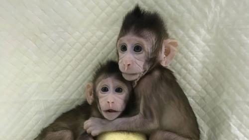 Sukses Kloning Monyet, Tiongkok Terus Mengembangkan Penemuannya